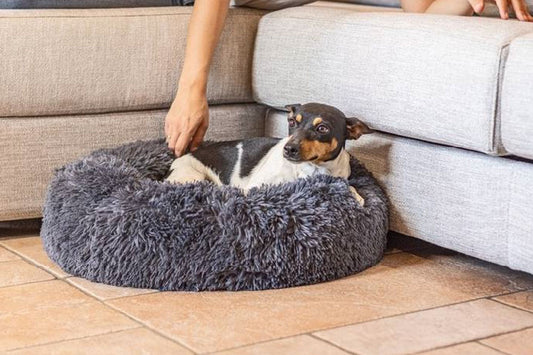 Pet Bed